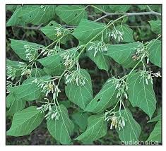 Alangium begoniaefolium flower5.jpg